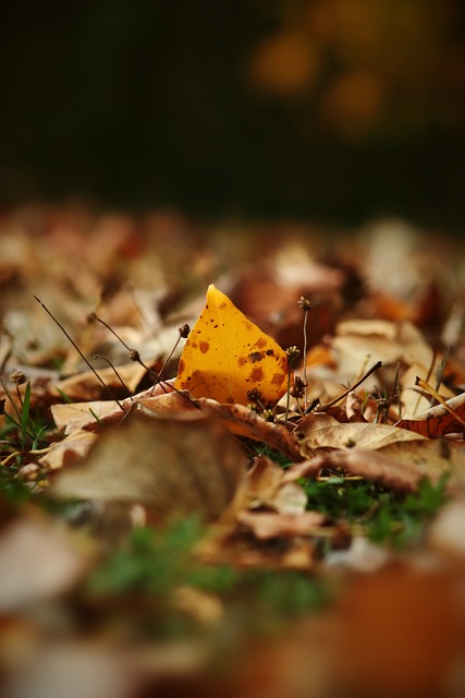 是葡萄牙聯 是葡萄牙聯